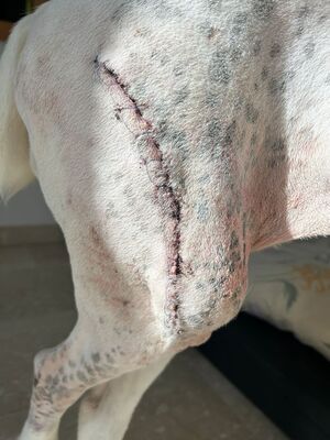 DORIS - NOTFALL!!! SPENDENAUFRUF!!! menschenorientiert, freundlich, anhänglich, aufmerksam, wachsam, gelehrig, Zentralasiatischer Schäferhund - Betreuungsplatz NÖ - Video vorhanden - Hündin