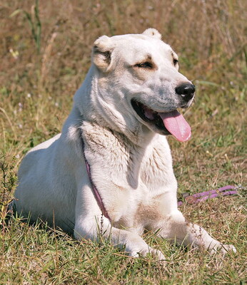 DORIS - SPENDENAUFRUF!!! menschenorientiert, freundlich, anhänglich, aufmerksam, wachsam, gelehrig, zunächst misstrauisch bei Fremden, Zentralasiatischer Schäferhund (Video auf HP) - Betreuungsplatz NÖ - Hündin