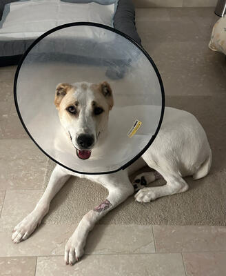 DORIS - menschenorientiert, freundlich, anhänglich, aufmerksam, wachsam, gelehrig