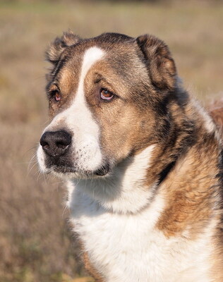 DORKA - menschenbezogen, treu, anhänglich, aufmerksam, beim ersten Kennenlernen misstrauisch, Zentralasiatischer Schäferhund (Video auf HP) - Hündin
