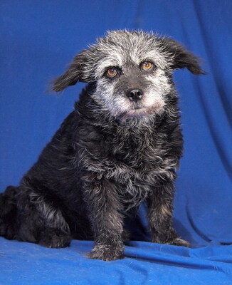 DOROTHY - R E S E R V I E R T !!!!! freundlich, etwas sensibel, ruhig, anhänglich, anfangs ein bisschen ängstlich, Mischling - Hündin