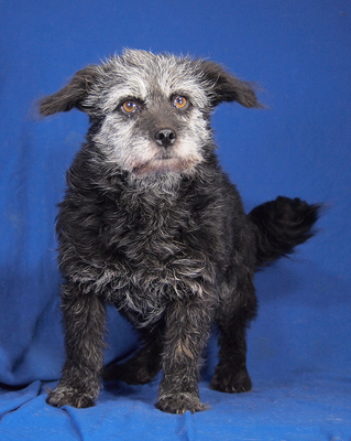 DOROTHY - R E S E R V I E R T !!!!! freundlich, etwas sensibel, ruhig, anhänglich, anfangs ein bisschen ängstlich, Mischling - Hündin