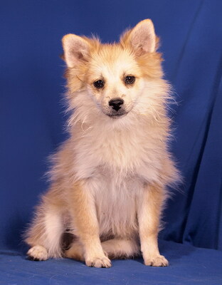 DOROTHY - R E S E R V I E R T !!!!! sehr freundlich, gutherzig, verschmust, lebhaft, klug, katzenverträglich, anfangs schüchtern, Mittelspitz Welpen - Hündin