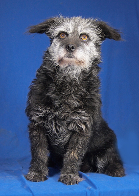 DOROTHY - freundlich, etwas sensibel, ruhig, anhänglich, anfangs  ein bisschen ängstlich