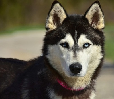 DORY, Husky-Mischling - Hündin