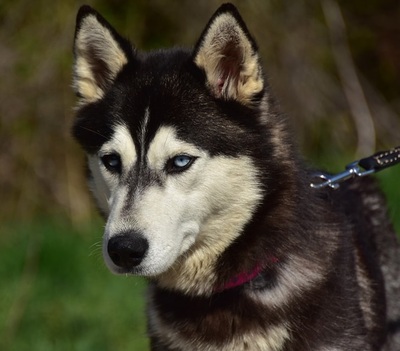 DORY, Husky-Mischling - Hündin