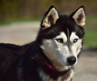 DORY, Husky-Mischling - Hündin