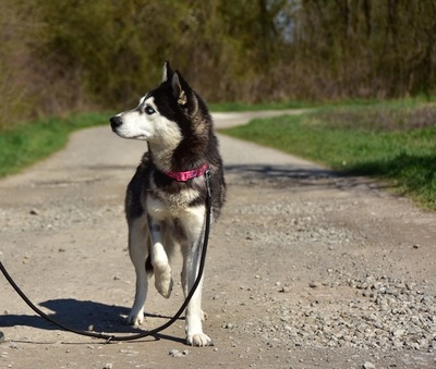 DORY, Husky-Mischling - Hündin