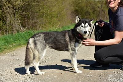 DORY, Husky-Mischling - Hündin