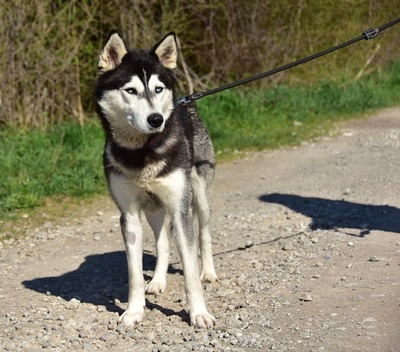 DORY, Husky-Mischling - Hündin