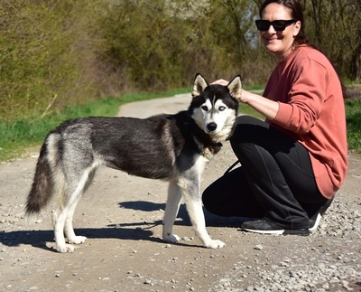 DORY, Husky-Mischling - Hündin