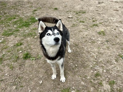 DORY, Husky-Mischling - Hündin