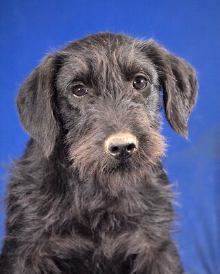 DOTTY - R E S E R V I E R T !!!!! sehr freundlich, fröhlich, anhänglich, lernwillig, neugierig, lebhaft