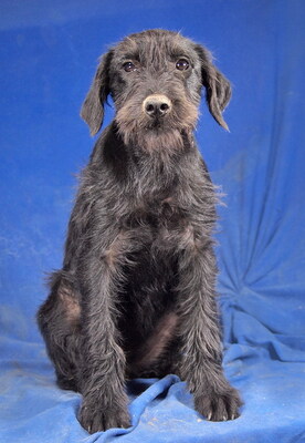 DOTTY - R E S E R V I E R T !!!!! sehr freundlich, fröhlich, anhänglich, lernwillig, neugierig, lebhaft, Mischling - Hündin