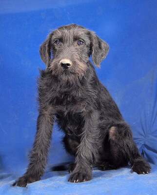 DOTTY - R E S E R V I E R T !!!!! sehr freundlich, fröhlich, anhänglich, lernwillig, neugierig, lebhaft, Mischling - Hündin