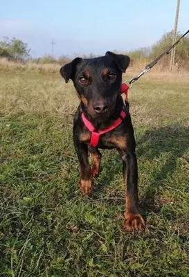 DRACO - 34 cm - DRINGENDER NOTFALL! (aus dem Tierschutz/ mit Video), Terrier - Rüde