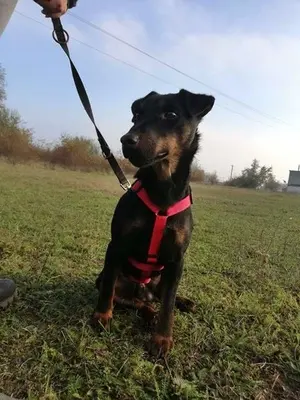 DRACO - 34 cm - DRINGENDER NOTFALL! (aus dem Tierschutz/ mit Video), Terrier - Rüde