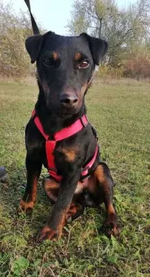 DRACO - 34 cm - DRINGENDER NOTFALL! (aus dem Tierschutz/ mit Video), Terrier - Rüde