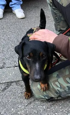 DRACO - 34 cm - DRINGENDER NOTFALL! (aus dem Tierschutz/ mit Video), Terrier - Rüde