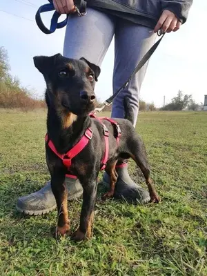 DRACO - 34 cm - DRINGENDER NOTFALL! (aus dem Tierschutz/ mit Video), Terrier - Rüde