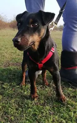 DRACO - 34 cm - DRINGENDER NOTFALL! (aus dem Tierschutz/ mit Video), Terrier - Rüde