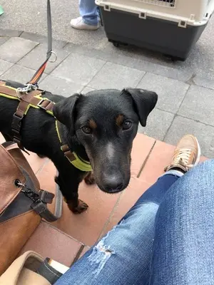 DRACO - 34 cm - DRINGENDER NOTFALL! (aus dem Tierschutz/ mit Video), Terrier - Rüde