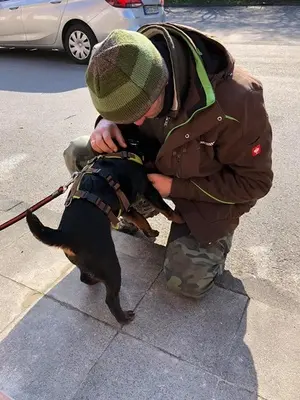 DRACO - 34 cm - DRINGENDER NOTFALL! (aus dem Tierschutz/ mit Video), Terrier - Rüde