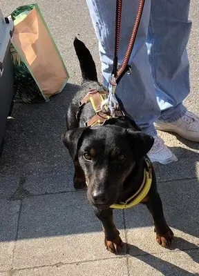 DRACO - 34 cm - DRINGENDER NOTFALL! (aus dem Tierschutz/ mit Video), Terrier - Rüde