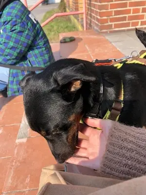 DRACO - 34 cm - DRINGENDER NOTFALL! (aus dem Tierschutz/ mit Video), Terrier - Rüde