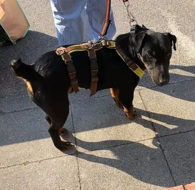 DRACO - 34 cm - DRINGENDER NOTFALL! (aus dem Tierschutz/ mit Video), Terrier - Rüde