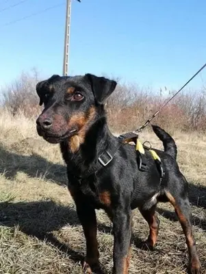 DRACO - 34 cm - DRINGENDER NOTFALL! (aus dem Tierschutz/ mit Video), Terrier - Rüde