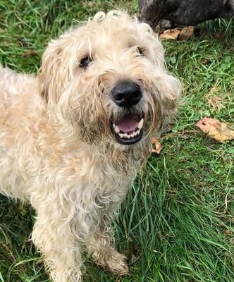 DRINGEND! IRISH SOFT COATED WHEATEN TERRIER RÜDE SUCHT SEIN ZUHAUSE, Irish Soft Coated Wheaten Terrier - Rüde