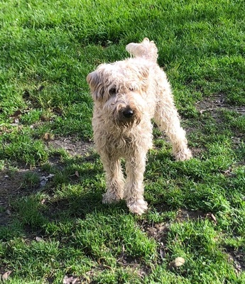 DRINGEND! IRISH SOFT COATED WHEATEN TERRIER RÜDE SUCHT SEIN ZUHAUSE, Irish Soft Coated Wheaten Terrier - Rüde