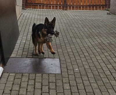 DSH - Rüde jung - verspielt