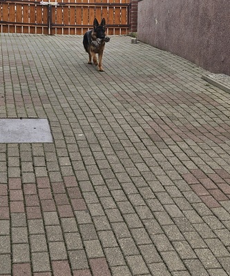 DSH - Rüde jung - verspielt, Deutscher Schäferhund - Rüde