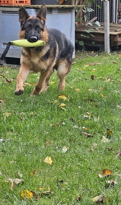 DSH - Rüde jung - verspielt, Deutscher Schäferhund - Rüde