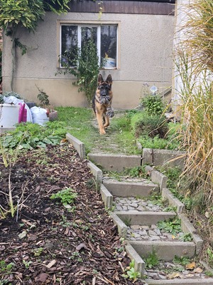 DSH - Rüde jung - verspielt, Deutscher Schäferhund - Rüde