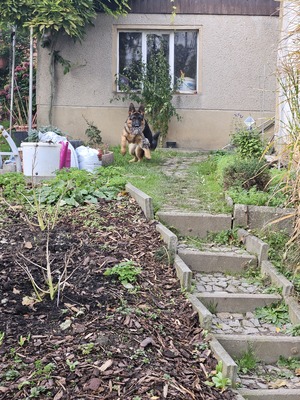 DSH - Rüde jung - verspielt, Deutscher Schäferhund - Rüde