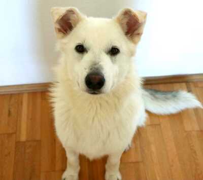 DUBLIN, Mischling - Rüde