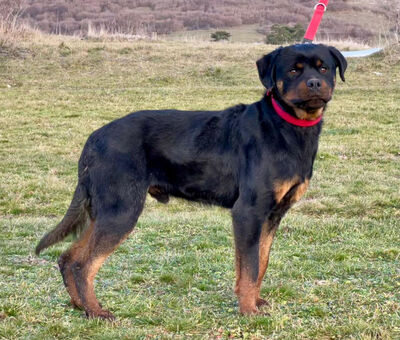 DUSK - Rotti-Mischling sucht SEINE Menschen - NOTFALL, DUSK - Rotti-Mischling sucht SEINE Menschen - NOTFALL - Rüde