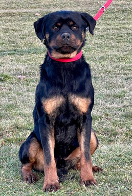 DUSK - Rotti-Mischling sucht SEINE Menschen - NOTFALL, DUSK - Rotti-Mischling sucht SEINE Menschen - NOTFALL - Rüde