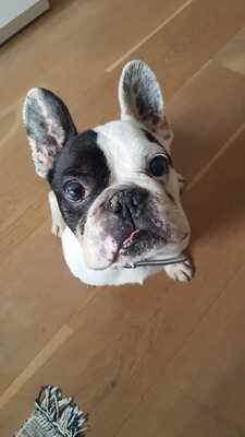 DUSTY 24 in Wien, franz.Bulldogee - Rüde