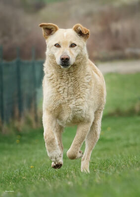 DUSTY - R E S E R V I E R T !!!!! zutraulich, fröhlich, sanftmütig, intelligent, gehorsam, sehr bewegungsfreudig, sehr verspielt, Mischling (Video auf HP) - Rüde
