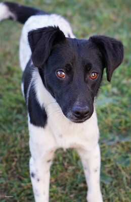 DYLAN - R E S E R V I E R T !!!!! zutraulich, aufgeschlossen, kontaktfreudig, freundlich, sehr aktiv, neugierig, motiviert, anhänglich, liebenswürdig, Mischling (Video auf HP) - Rüde
