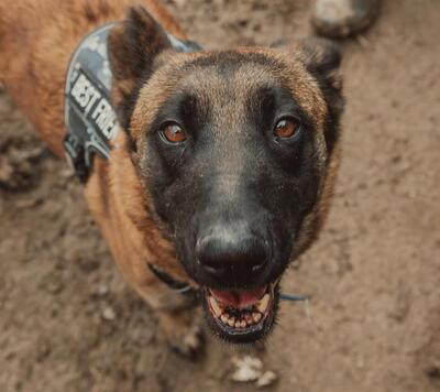 Da Xiong ängstliche Malinois Hündin sucht ein Zuhause, Malinois - Hündin