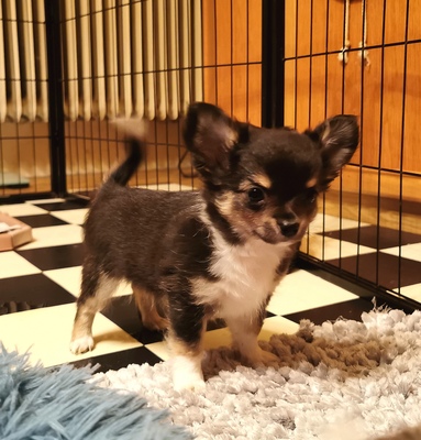 DaVinci, Duke und DJ, Chihuahua - Rüde Welpen - Rüde