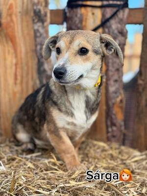 Dackel-Mischling Welpen - Hündin