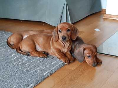 Dackel Standart Welpen - Hündin