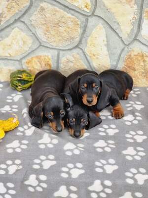 Dackel Welpen - Hündin