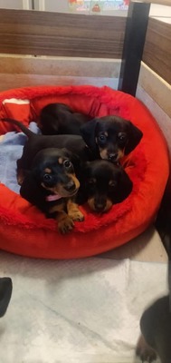 Dackelwelpen reinrassig, Dackel Welpen - Hündin
